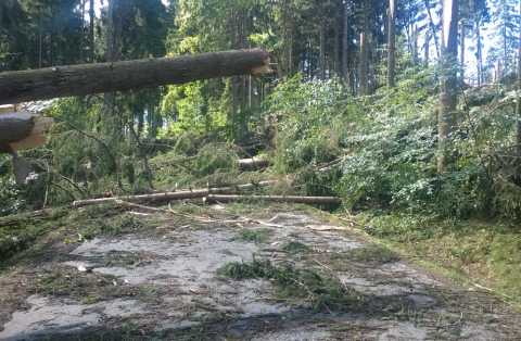 kácení stromů 2